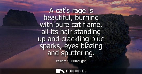 Small: A cats rage is beautiful, burning with pure cat flame, all its hair standing up and crackling blue sparks, eye