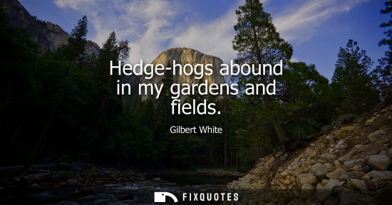 Small: Hedge-hogs abound in my gardens and fields