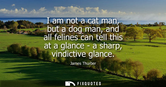 Small: I am not a cat man, but a dog man, and all felines can tell this at a glance - a sharp, vindictive glan