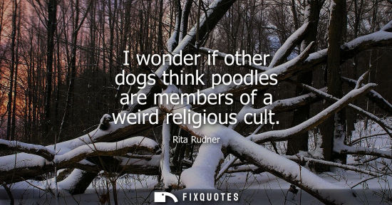 Small: I wonder if other dogs think poodles are members of a weird religious cult