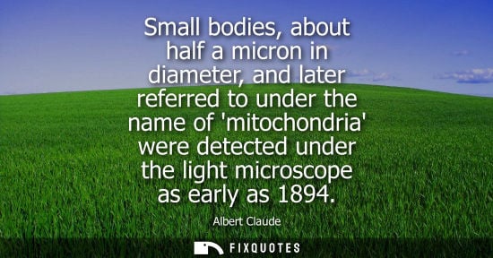 Small: Small bodies, about half a micron in diameter, and later referred to under the name of mitochondria were detec