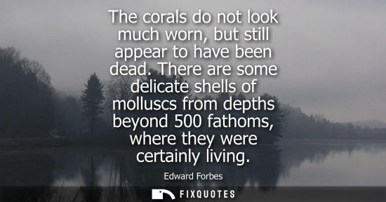 Small: The corals do not look much worn, but still appear to have been dead. There are some delicate shells of