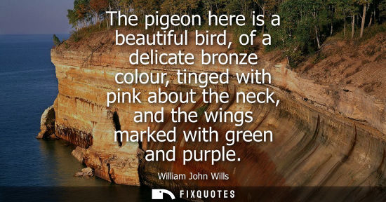 Small: The pigeon here is a beautiful bird, of a delicate bronze colour, tinged with pink about the neck, and 