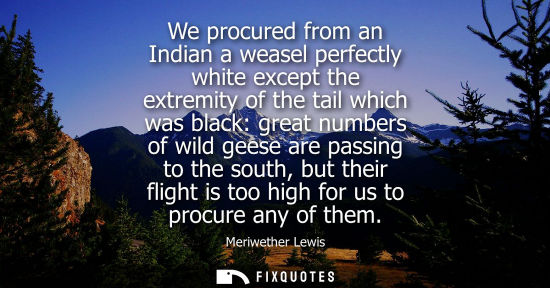 Small: We procured from an Indian a weasel perfectly white except the extremity of the tail which was black: g