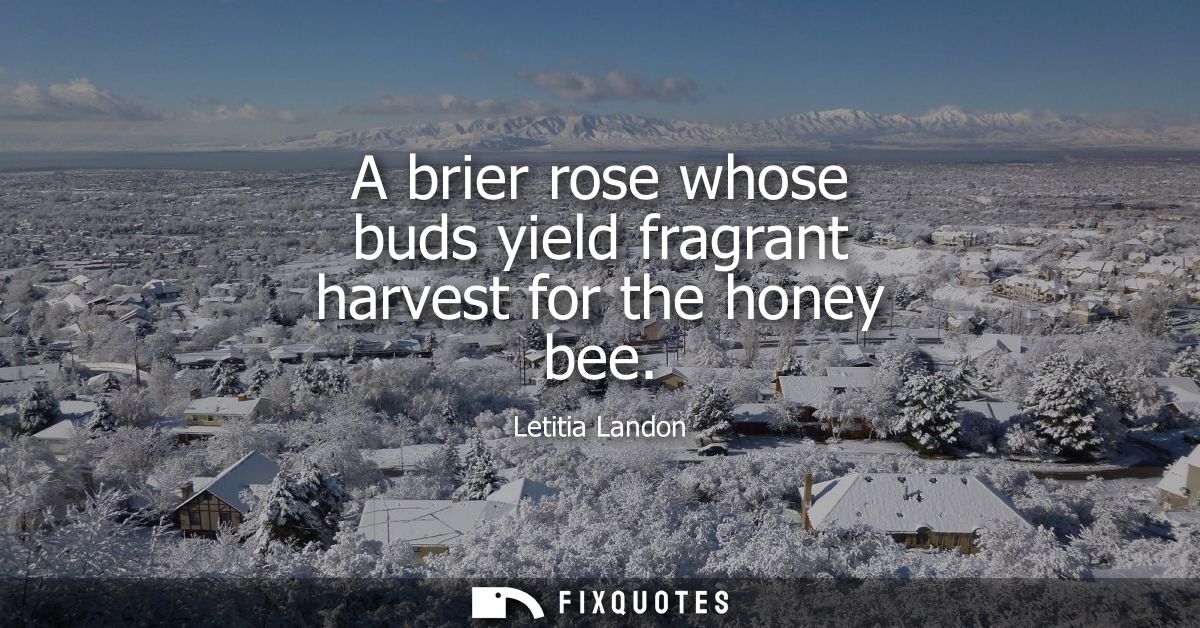 A brier rose whose buds yield fragrant harvest for the honey bee
