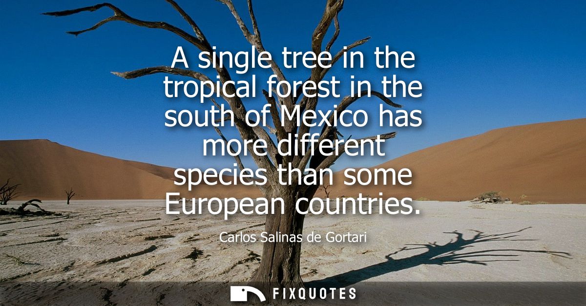 A single tree in the tropical forest in the south of Mexico has more different species than some European countries