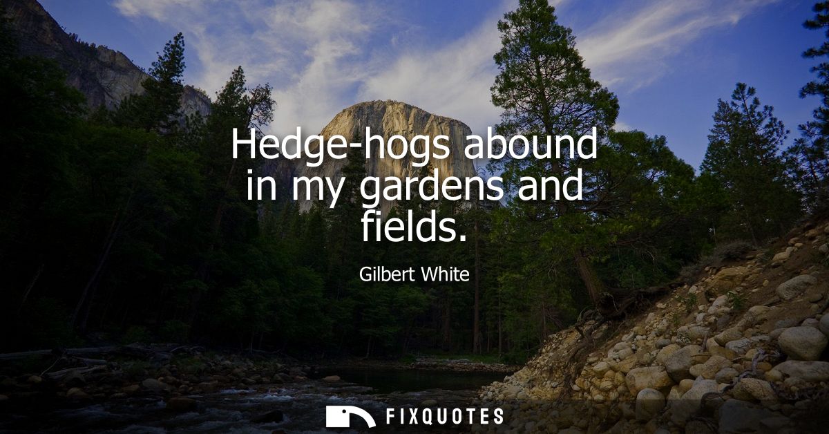 Hedge-hogs abound in my gardens and fields