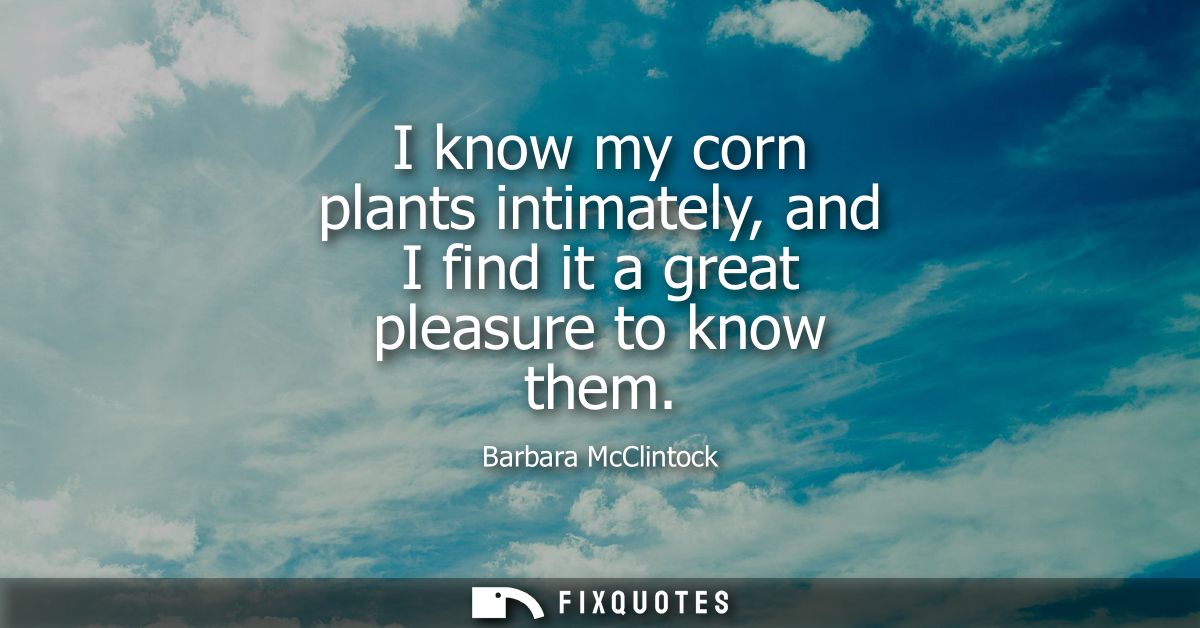 I know my corn plants intimately, and I find it a great pleasure to know them