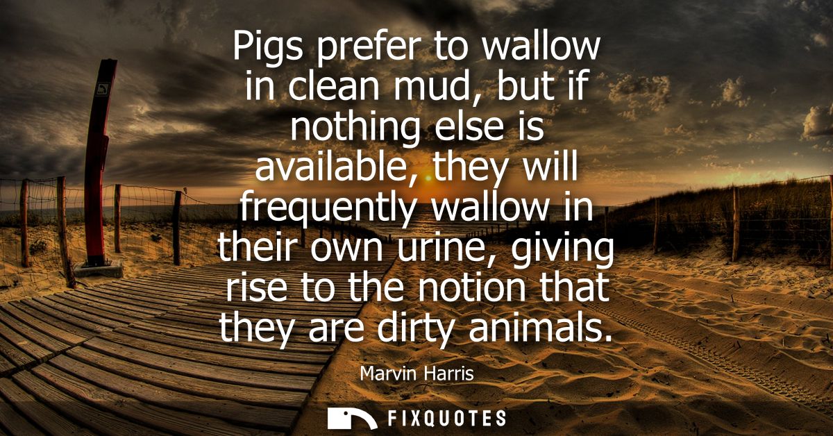 Pigs prefer to wallow in clean mud, but if nothing else is available, they will frequently wallow in their own urine, gi