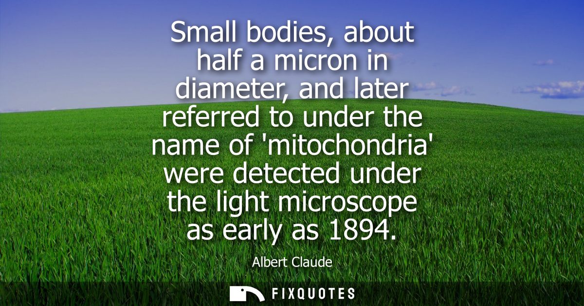 Small bodies, about half a micron in diameter, and later referred to under the name of mitochondria were detected under 