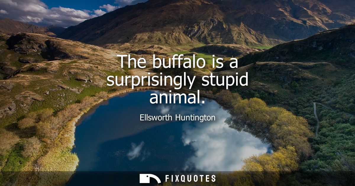 The buffalo is a surprisingly stupid animal