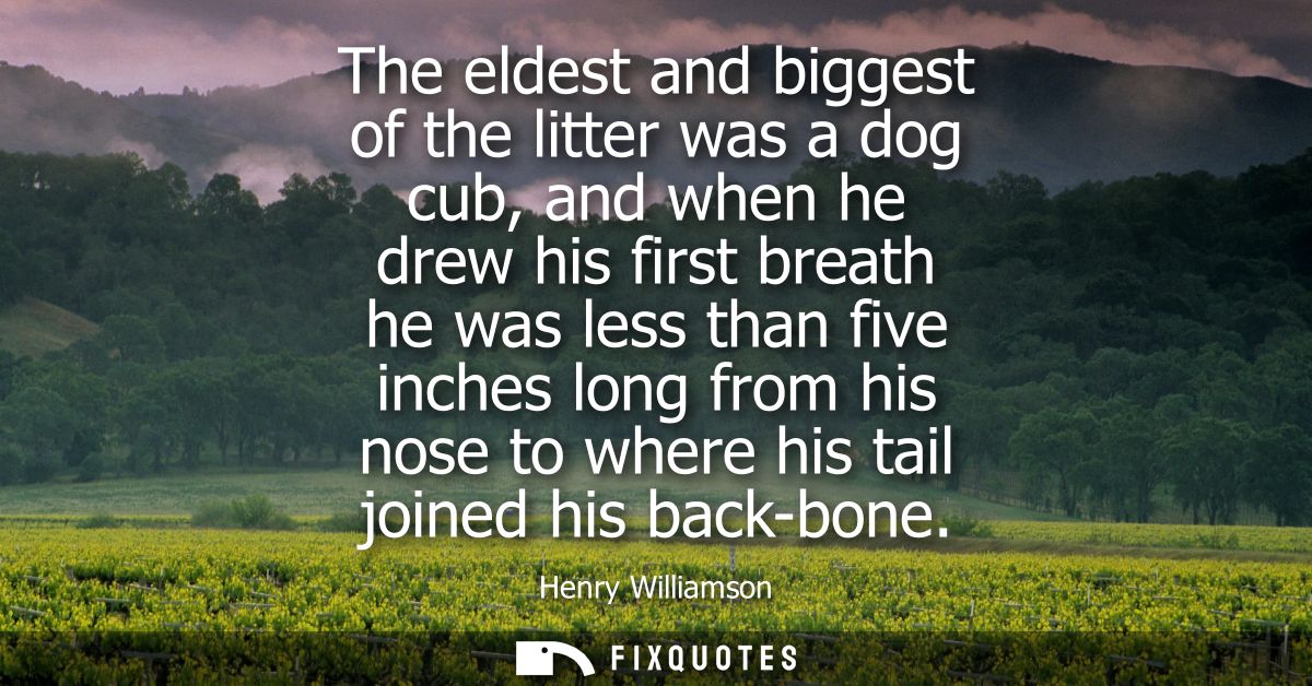 The eldest and biggest of the litter was a dog cub, and when he drew his first breath he was less than five inches long 