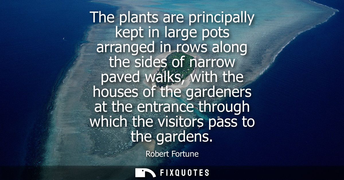 The plants are principally kept in large pots arranged in rows along the sides of narrow paved walks, with the houses of