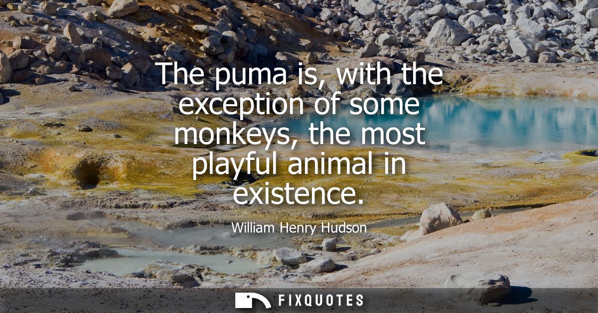 The puma is, with the exception of some monkeys, the most playful animal in existence