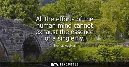 Small: All the efforts of the human mind cannot exhaust the essence of a single fly