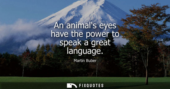 Small: An animals eyes have the power to speak a great language