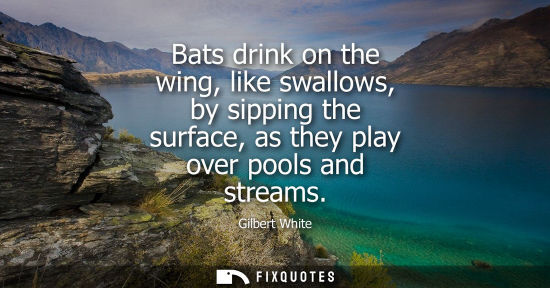 Small: Bats drink on the wing, like swallows, by sipping the surface, as they play over pools and streams - Gilbert W