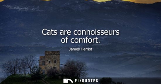 Small: Cats are connoisseurs of comfort