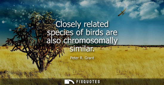 Small: Closely related species of birds are also chromosomally similar