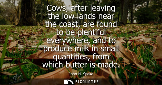 Small: Cows, after leaving the low lands near the coast, are found to be plentiful everywhere, and to produce 