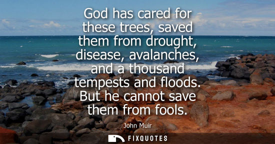 Small: God has cared for these trees, saved them from drought, disease, avalanches, and a thousand tempests and flood