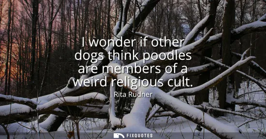 Small: I wonder if other dogs think poodles are members of a weird religious cult