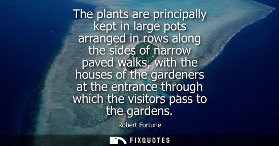 Small: The plants are principally kept in large pots arranged in rows along the sides of narrow paved walks, w