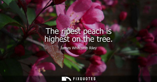 Small: The ripest peach is highest on the tree