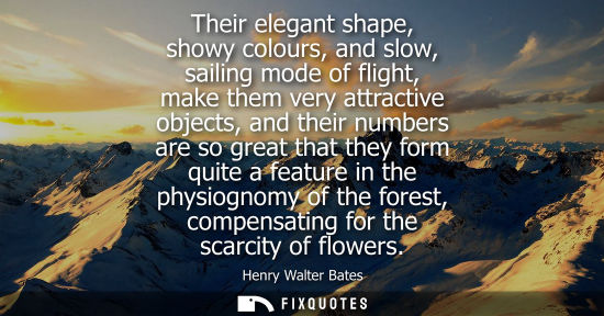 Small: Their elegant shape, showy colours, and slow, sailing mode of flight, make them very attractive objects, and t