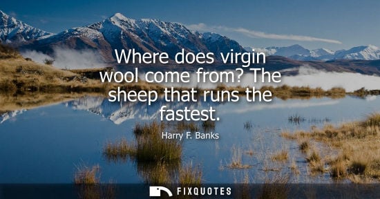 Small: Where does virgin wool come from? The sheep that runs the fastest